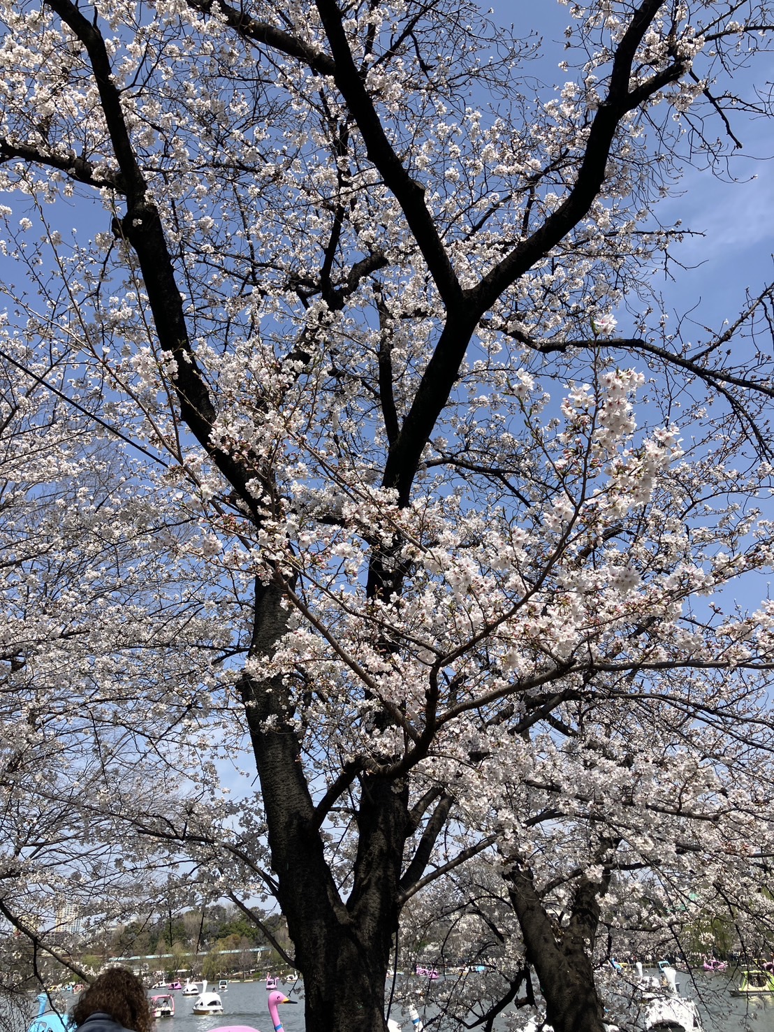 ☆お花見☆
